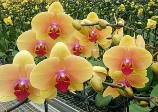 Phal. Honey peach