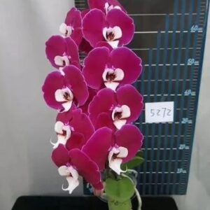 Phal. JB 5272