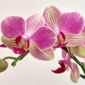 Phal. MP219