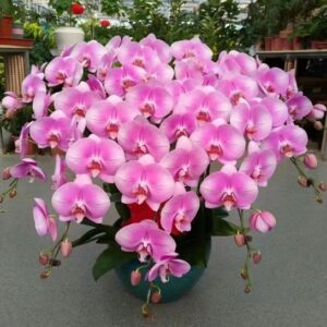 Phal. Pleasure