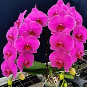 Phal. JB Rich