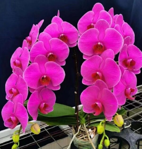 Phal. JB Rich