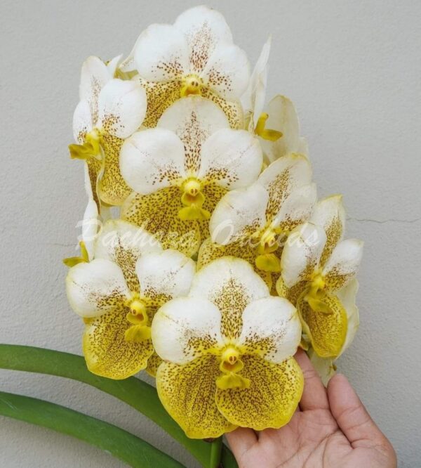V. Prapathom Gold x Tubtim Velvet KC-02
