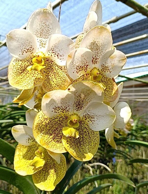 V. Prapathom Gold x Tubtim Velvet KC-02