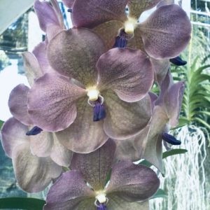 V. PrapathomGold x coerulea Blue-Grey Purple Lip