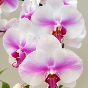 Phal. OX Wedding