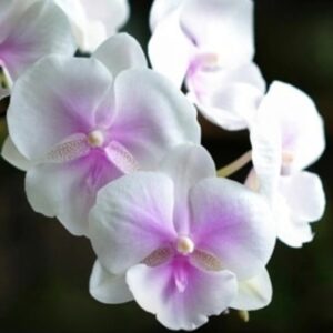 Phal. CH 1874