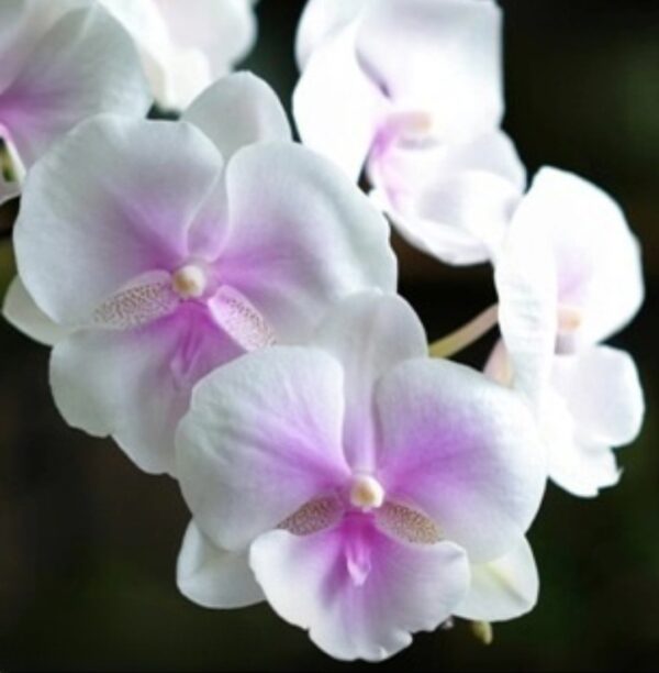 Phal. CH 1874