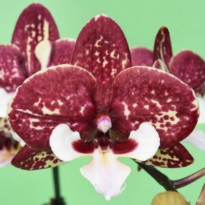 Phal. 1817