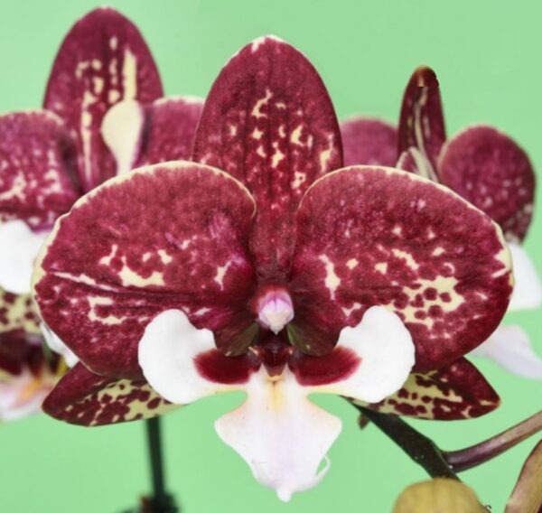 Phal. 1817