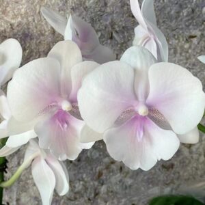 Phal. CH 1874