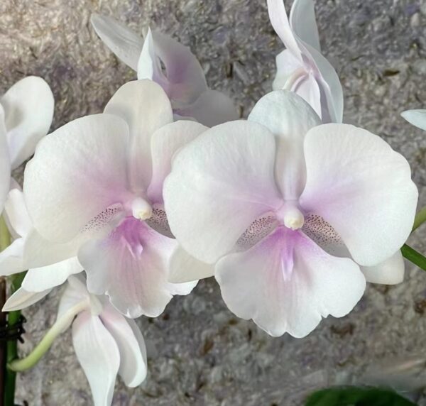 Phal. CH 1874