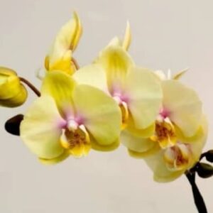 Phal. WK 2394