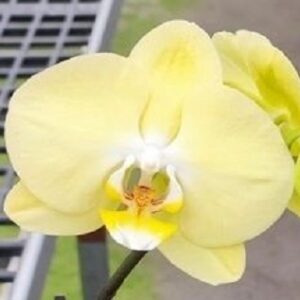 Phal. Big Yellow