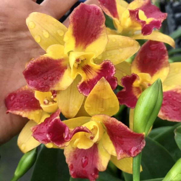 Rth. Burana Beauty