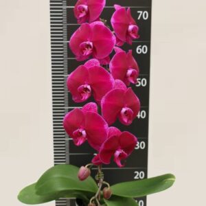 Phal. CL 2105B