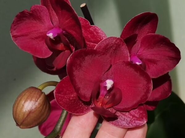 Phal. Montreux