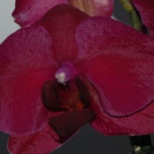 Phal. Montreux