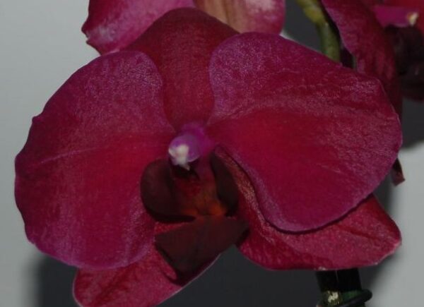 Phal. Montreux