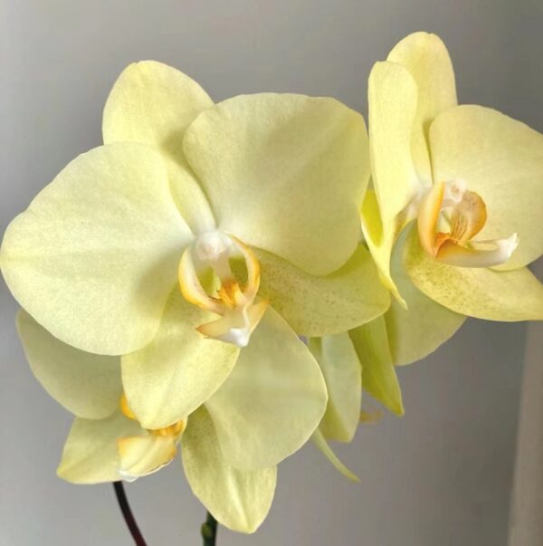 Phal. Volterra