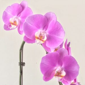 Phal. WK 2015