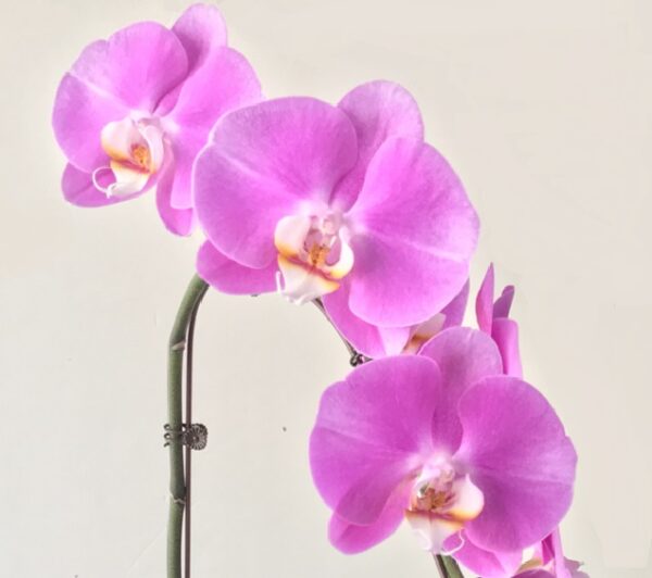 Phal. WK 2015