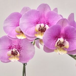 Phal. WK 2160