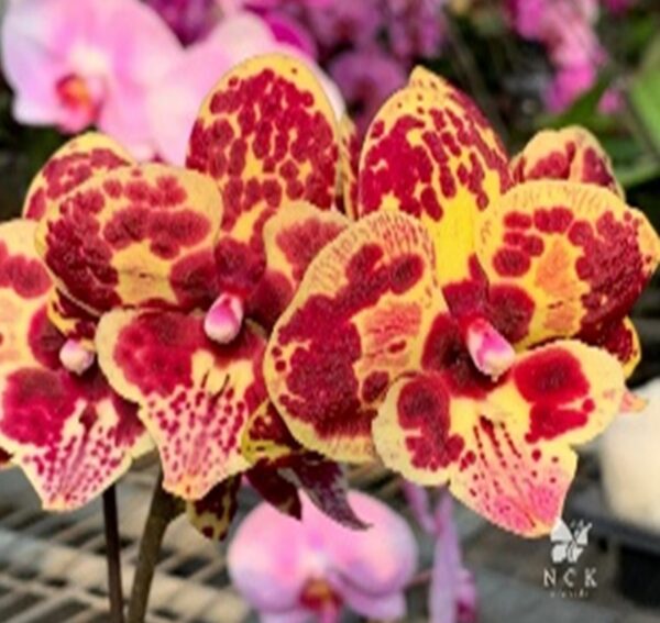 Phal. 0618