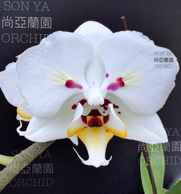 Phal. Beautiful Eyes