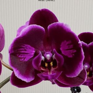 Phal. OX Black Face (peloric - 2 eyes)