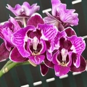 Phal. NCK Black Dream