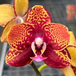 Phal. Lava