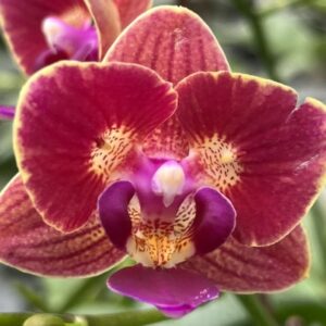 Phal. Little Mary-Sin Yuan Golden Beauty ES