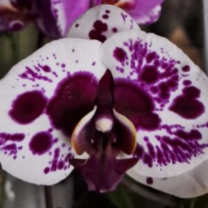 Phal. 5604