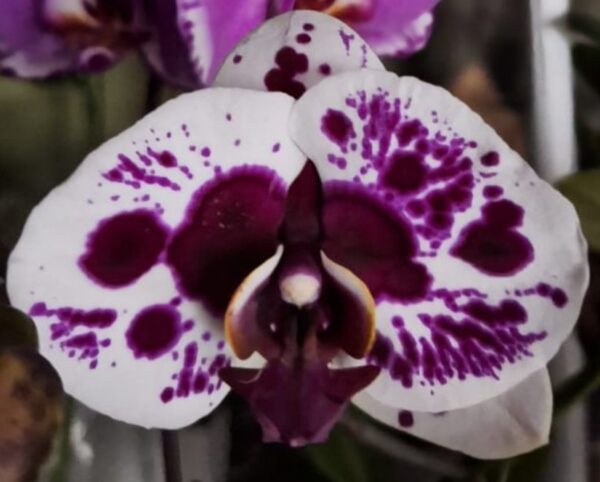 Phal. 5604