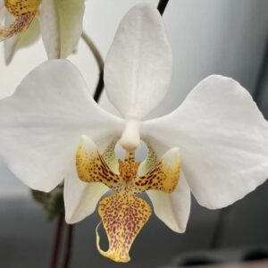 Phal. stuartiana x philippensis