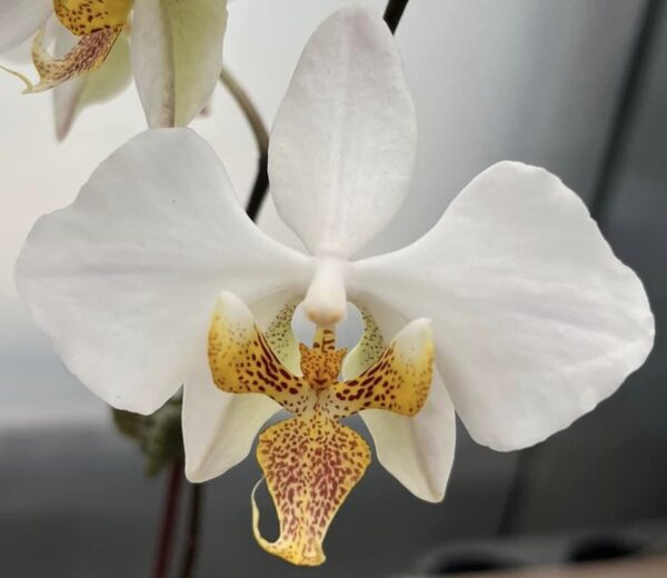 Phal. stuartiana x philippensis