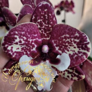 Phal. JC64