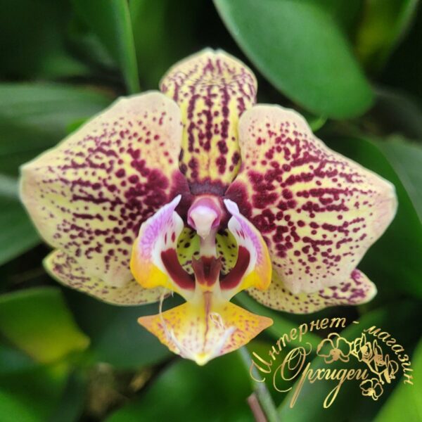Phal. JC51 — изображение 2