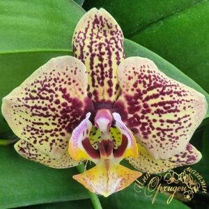 Phal. JC51