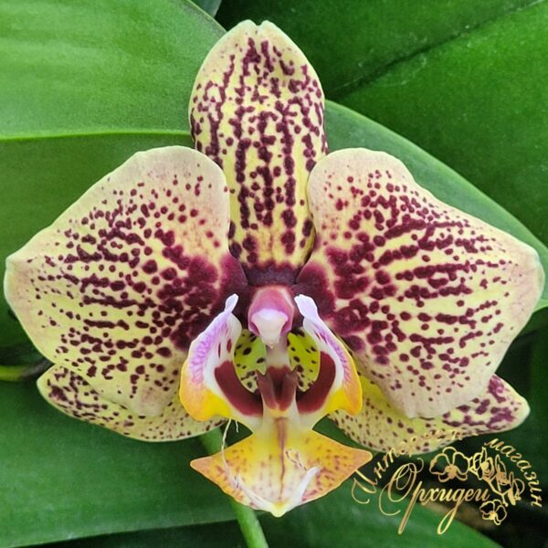 Phal. JC51
