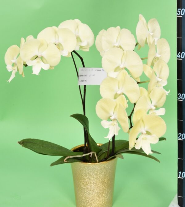 Phal. JC105