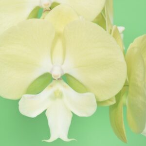 Phal. JC105