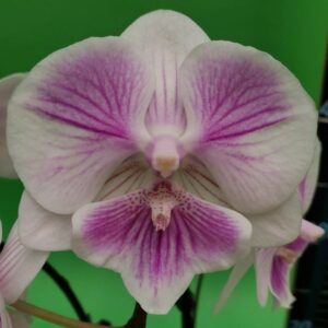 Phal. JC136