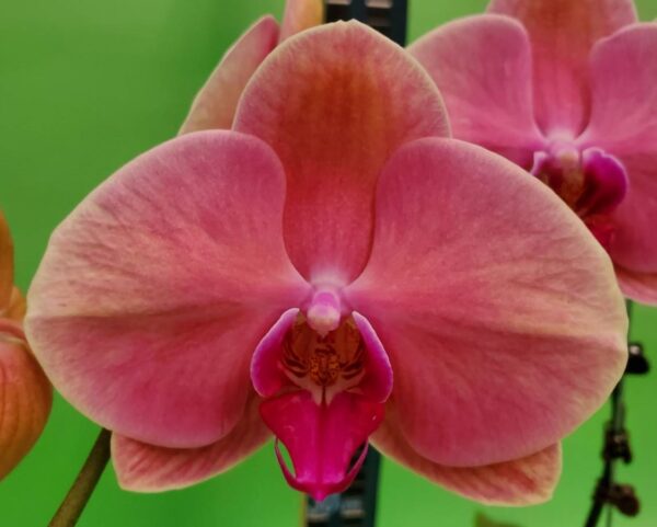 Phal. JC139