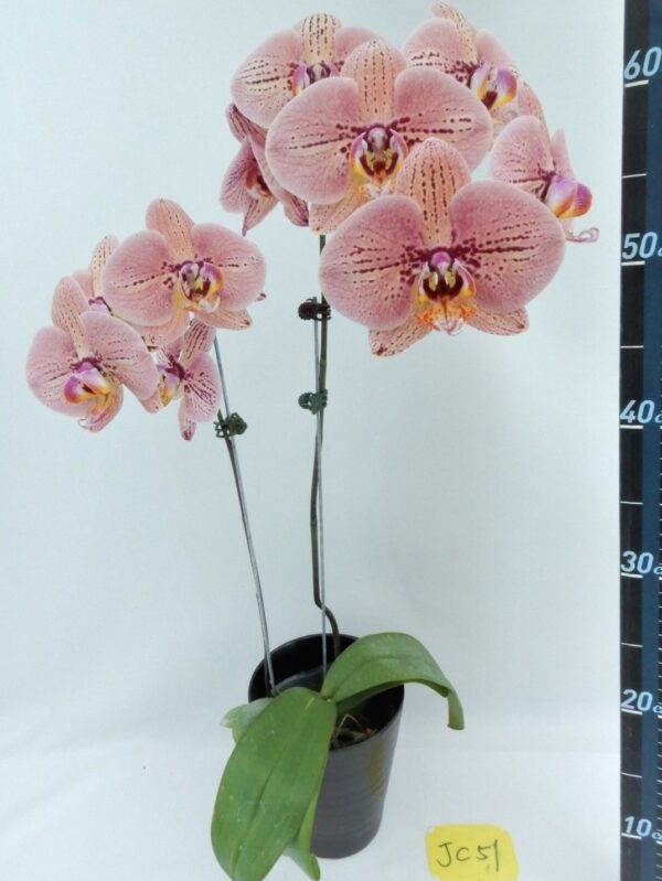 Phal. JC51