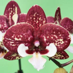 Phal. JC64