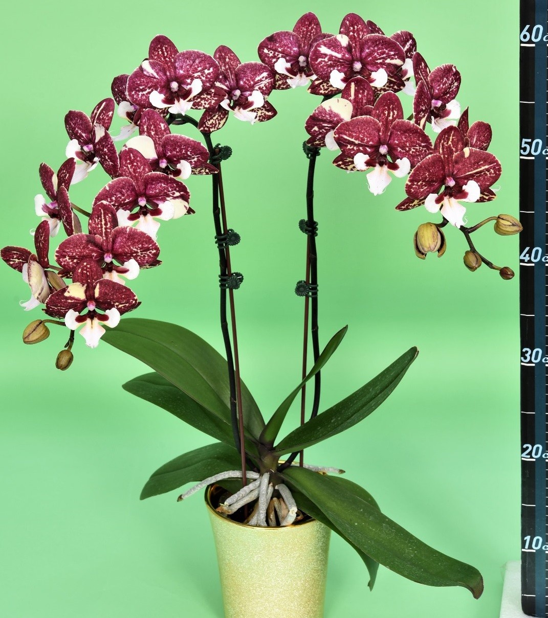 Орысша юбка астындағы секс