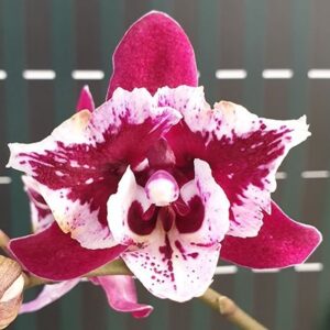 Phal. SKB Black Lace peloric