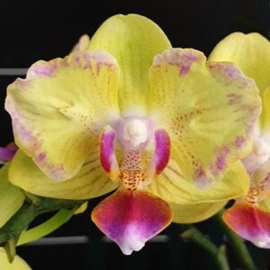 Phal. Golden Yuzu peloric